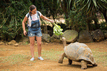 Girl feeds giant turtle. Fun activities in Mauritius.