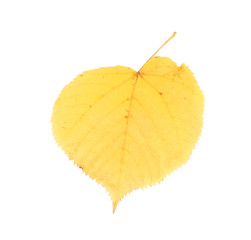 Leaf of lime tree close-up.