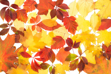 Background of autumn leaves.