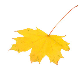 Leaf of maple close-up.