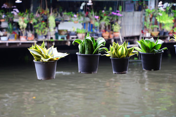 Flower plant pot with river background like a canal .