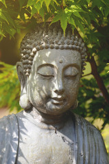buddha statue with plants in sunlight