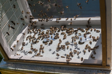 drones fly honey bee artificial insemination. Drone Rearing.