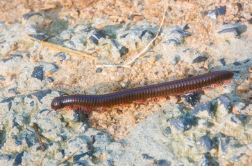Scolopendra on the road close-up