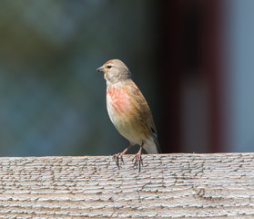 Common linnet (Acanthis cannabina)
