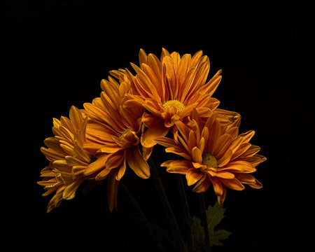 Orange Daisy Arch 1106