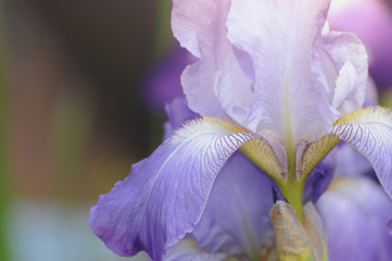 Detail blue and violet Iris flower