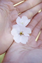 cherry blossoms 