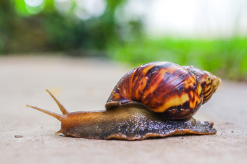 Snail shell animal is walking on ground 