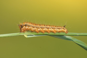 Cute green and yellow caterpillar