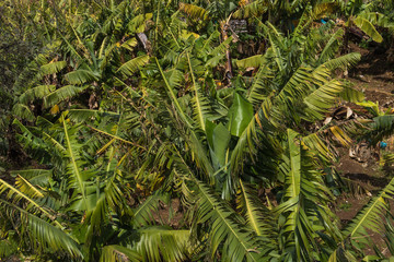 Green banan trees  close up