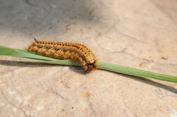 Cute green and yellow caterpillar