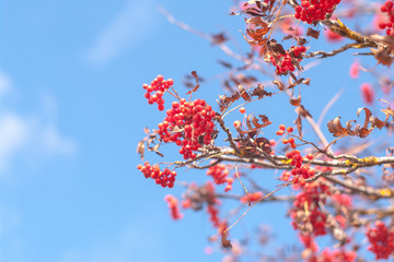 Rowan mountain ash of autumn with bright red berries against the blue sky background