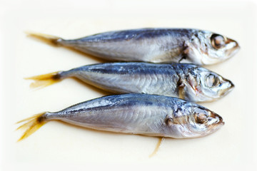 Fresh mackerel fishes on white background