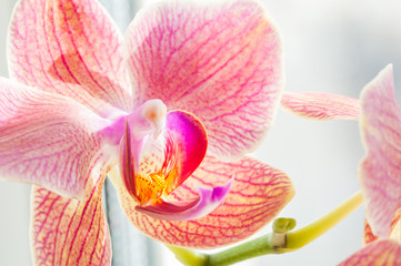 Fototapeta na wymiar Macro image of pink orchid flower.
