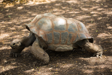 Giant tortoise in Mauritius.