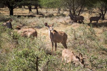 A herd of African deers in the wild. Mauritius.