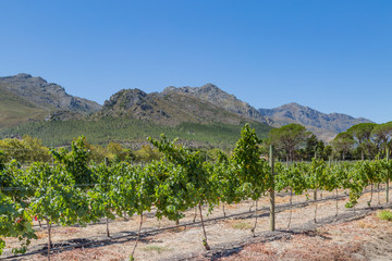 Fototapeta na wymiar A Scenic Vineyard in South Africa