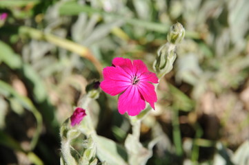 Pink flower  in summer