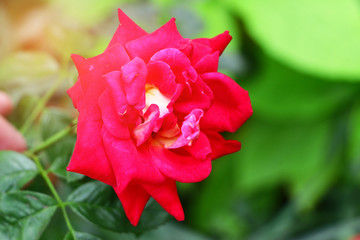 Rose flower red color with green nature at garden 