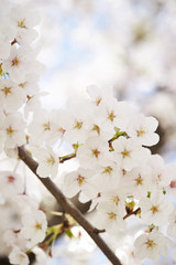 cherry blossoms 