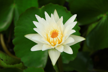 White lotus flower in pond water with green leaf