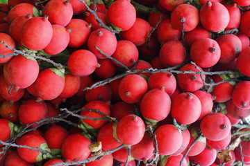 Red Betel Nuts Areca catechuLinn On Tree