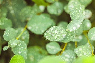 drop of water on the sheet