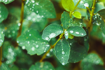drop of water on the sheet