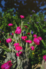 Pink flower  in summer