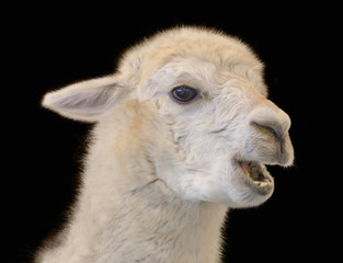 Obraz premium Alpaca portrait