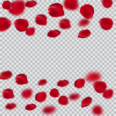 Red rose petals set, isolated on white, vector illustration. Red rose petals vector high detail.