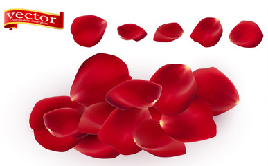Red rose petals set, isolated on white, vector illustration. Red rose petals vector high detail.