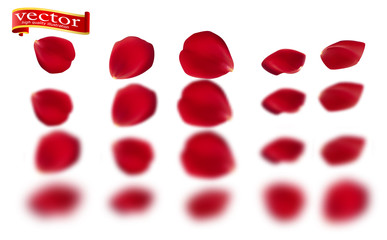 Red rose petals set, isolated on white, vector illustration. Red rose petals vector high detail.