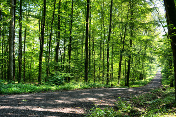 Obraz premium Waldweg