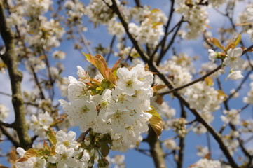 White Apple flower on a tree