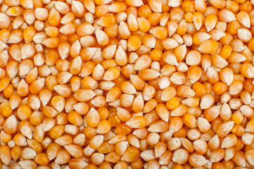  loseup on grain of corn. Popcorn Kernels