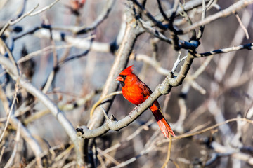 Northern cardinal