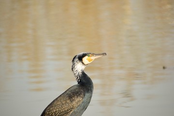 Cormorant head close up.