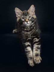 Handsome black tabby Maine Coon cat / kitten laying with paws haging over edge isolated on black background