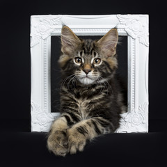 Handsome black tabby Maine Coon cat / kitten laying in white photo frame isolated on black background