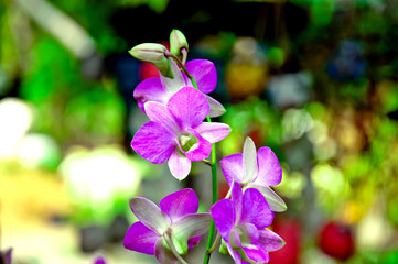 Obraz na płótnie Canvas Orchid, beautiful purple orchid queen