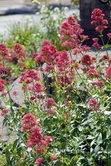 Fleurs colorées, France