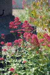 Fleurs colorées, France