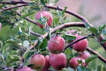 Branch with large, red apples among green leaves in the natural environment.
