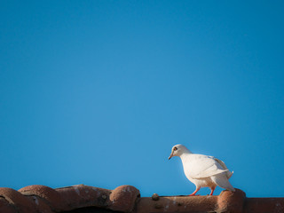 White Pigeon Standing on The Roof