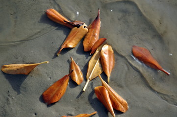 feuilles brunes et sèches sur le sable