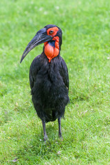 The southern ground hornbill bird, Latin name Bucorvus leadbeateri.