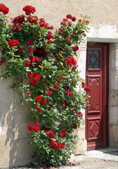 Rosiers rouge grimpant le long d'un mur et porte rouge, France