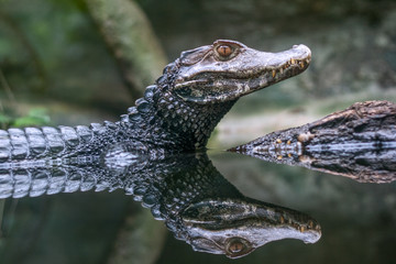 Reflection of The spectacled caiman - Caiman crocodilus in water. - obrazy, fototapety, plakaty